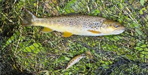 Brown Trout