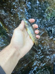 Brown Trout