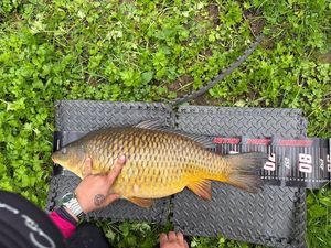 Common Carp