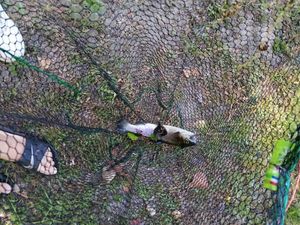 Rainbow Trout