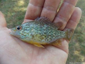 Pumpkinseed