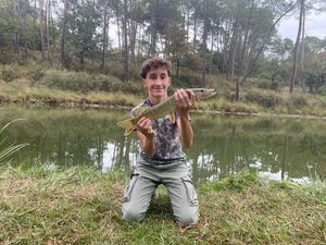 Northern Pike
