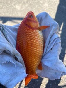 African Red Snapper