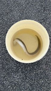 European Eel (Common Eel)