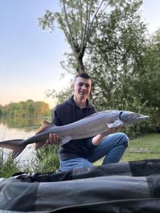 Sturgeon