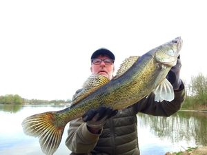 Zander