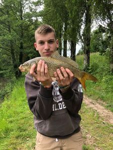 Common Carp