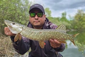 Northern Pike