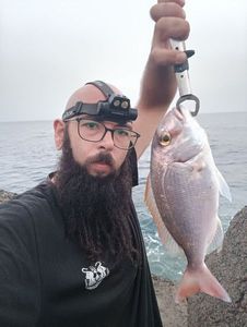 Red Porgy