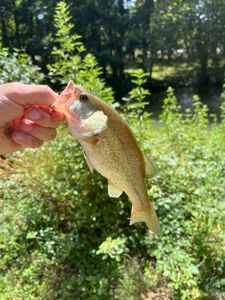 Largemouth Bass