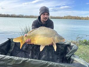 Mirror Carp