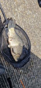Crucian Carp