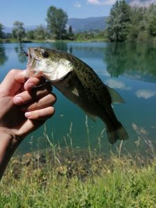 Smallmouth Bass