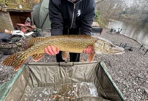 Northern Pike