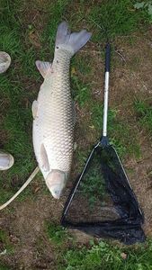 Grass Carp