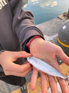 European Pilchard