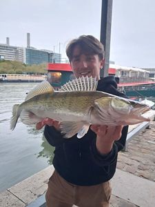 Zander