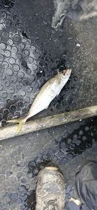 Atlantic Horse Mackerel