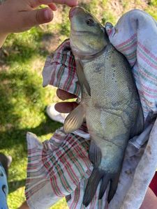 Tench