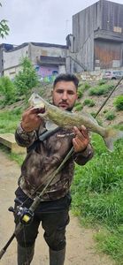 Zander