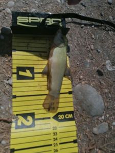 Tench