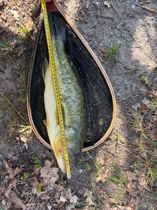 Largemouth Bass
