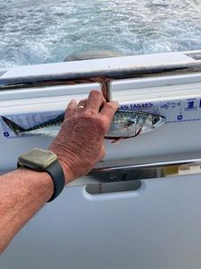Mackerel