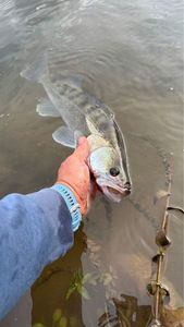 Zander