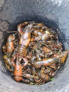 Spinycheek Crayfish