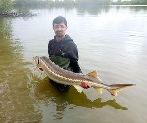Sturgeon