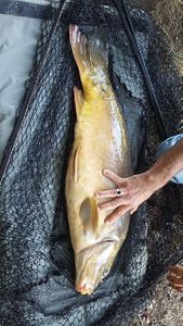 Leather Carp