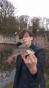 European Perch