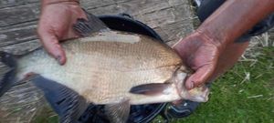 Common Bream