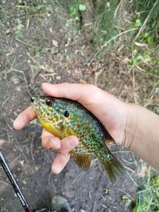 Green Sunfish