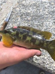 Ballan Wrasse