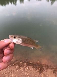 Smallmouth Bass