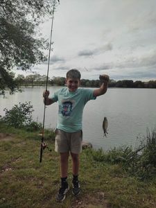 Common Bream