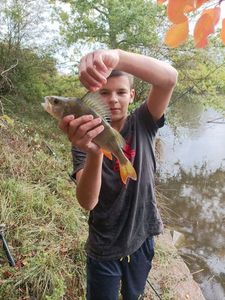 European Perch