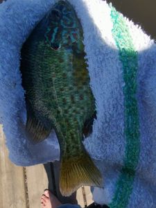 Pumpkinseed