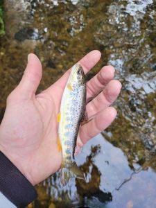 Brown Trout