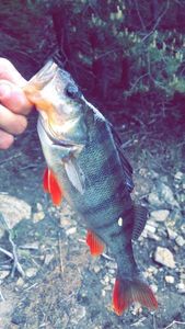 European Perch