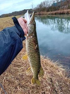 Northern Pike