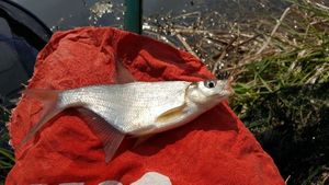 Common Bream