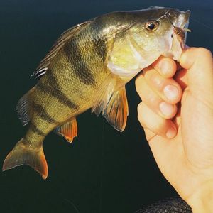 European Perch
