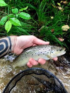 Brown Trout