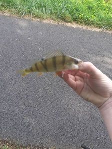 European Perch