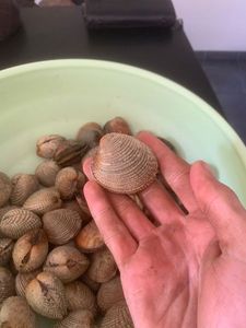 Warty Venus