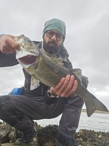 European Bass (Seabass)