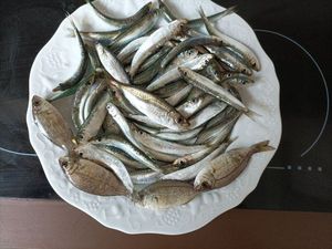 European Pilchard