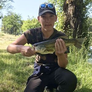 Largemouth Bass